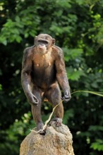 Chimpanzee (Pan troglodytes), adult, on rocks, standing upright