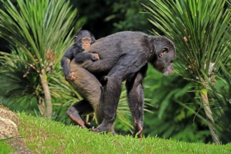 Chimpanzee (Pan troglodytes), adult, female, mother, baby, young animal, social behaviour, young