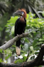 Black-helmeted Hornbill (Ceratogymna atrata), Club-tailed Hornbill, adult, female, perch, South