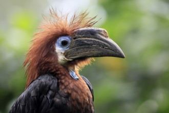 Black-helmeted Hornbill (Ceratogymna atrata), Club-tailed Hornbill, adult, female, portrait, South