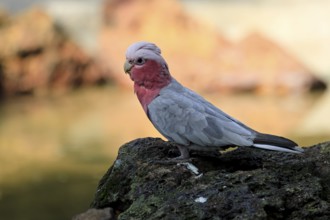 Pink cockatoo (Eolophus roseicapillus), adult, on rocks, alert, Australia