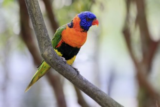 Red-naped Lorikeet (Trichoglossus rubritorquis), Darwin All-coloured Lorikeet, adult, on tree,