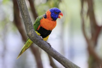 Red-naped Lorikeet (Trichoglossus rubritorquis), Darwin All-coloured Lorikeet, adult, on tree,