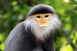 Red-shanked monkey (Pygathrix nemaeus), adult, portrait, relaxed, Southeast Asia