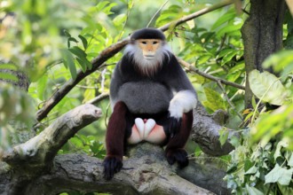 Red-shanked monkey (Pygathrix nemaeus), adult, male, in tree, sitting, relaxed, Southeast Asia