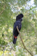 Red-tailed Cockatoo (Calyptorhynchus banksii), Banks' Cockatoo, adult, male, perch, alert,