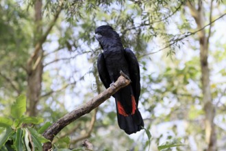 Red-tailed Cockatoo (Calyptorhynchus banksii), Banks' Cockatoo, adult, male, perch, alert,