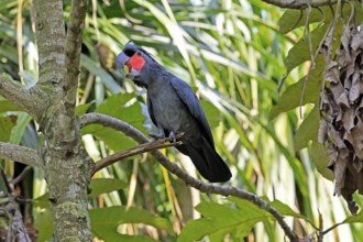 Palm Cockatoo (Probosciger aterrimus), Arabian Cockatoo, adult, on tree, perch, calling, Australia