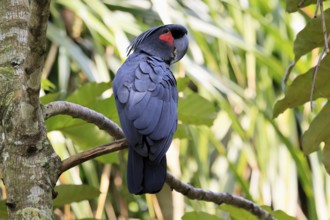 Palm Cockatoo (Probosciger aterrimus), Arabian Cockatoo, adult, on tree, perch, Australia