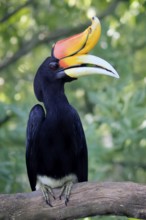 Rhinoceros bird (Buceros rhinoceros), adult, male, on tree, on wait, Southeast Asia