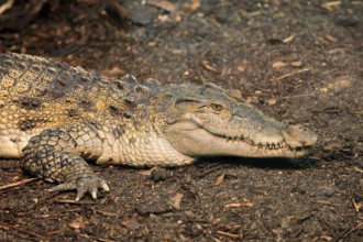 Philippine crocodile (Crocodylus mindorensis), adult, portrait, on land, Philippines, Southeast