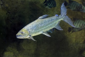 Giant tiger tetra (Hydrocynus goliath), water dog, freshwater fish, adult, swimming, Congo basin
