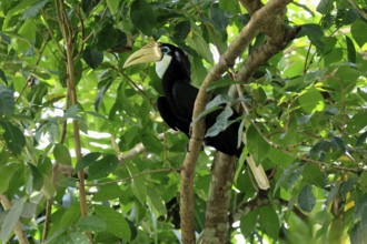 Papuan Hornbill (Rhyticeros plicatus), adult, female, on tree, alert, Southeast Asia