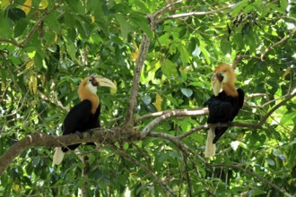 Papuan Hornbill (Rhyticeros plicatus), adult, male, two males, on tree, alert, Southeast Asia