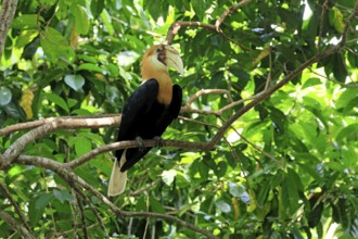 Papuan Hornbill (Rhyticeros plicatus), adult, male, on tree, alert, Southeast Asia