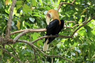 Papuan Hornbill (Rhyticeros plicatus), adult, male, on tree, plumage care, Southeast Asia