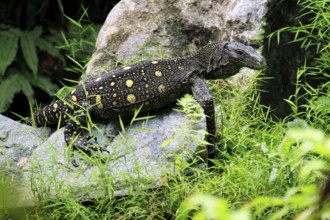 Papuan dragon (Varanus salvadorii), adult, foraging, on rocks, alert, New Guinea