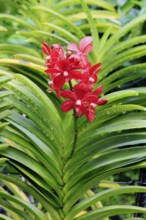 Orchid Aranda Dinah Shore, blossoms, blooming, Singapore, Southeast Asia