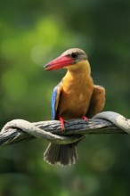 Cranesbill Kingfisher (Pelargopsis capensis), Gurial, adult, on hold, Singapore, Southeast Asia