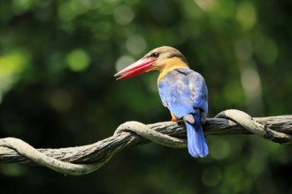Cranesbill Kingfisher (Pelargopsis capensis), Gurial, adult, on hold, Singapore, Southeast Asia