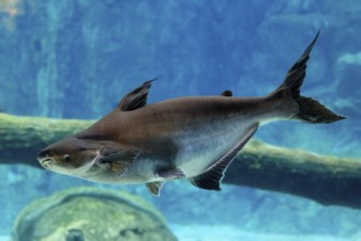 Mekong giant catfish (Pangasianodon gigas), adult, swimming, Southeast Asia