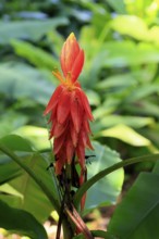 Musa coccinea, red dwarf banana, flower, Singapore, Southeast Asia
