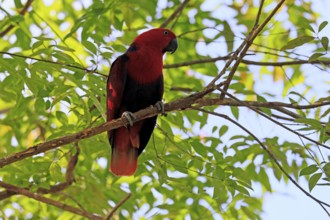 New Guinea noble parrot (Eclectus polychloros), adult, female, on tree, alert, New Guinea, Oceania