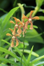 Holttumara Hari Afghan orchid, blossoms, blooming, Singapore, Southeast Asia
