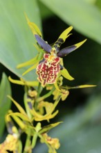 Brassidium Mystic Maze orchid, blossoms, blooming, Singapore, Southeast Asia