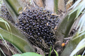 Oil palm (Elaeis guineensis), palm, oil palm fruit, fruit, Singapore, Southeast Asia