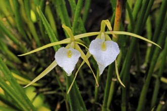 Brassavola cucullata orchid, flowers, blooming, Singapore, Southeast Asia