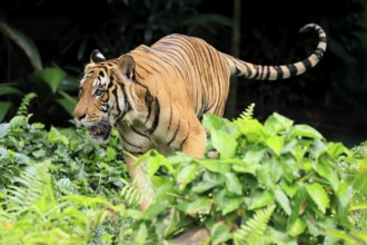 Malaysia tiger (Panthera tigris jacksoni), adult, running, stalking, vigilant, Malaysia, Southeast
