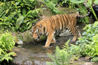 Malaysia tiger (Panthera tigris jacksoni), adult, running, in water, stream, vigilant, Malaysia,