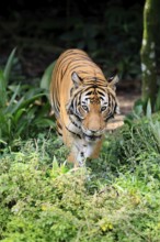 Malaysia tiger (Panthera tigris jacksoni), adult, running, stalking, vigilant, Malaysia, Southeast