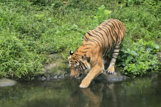 Malaysia tiger (Panthera tigris jacksoni), adult, at water, shore, vigilant, Malaysia, Southeast