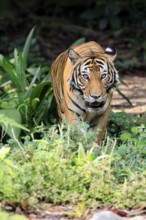 Malaysia tiger (Panthera tigris jacksoni), adult, alert, Malaysia, Southeast Asia