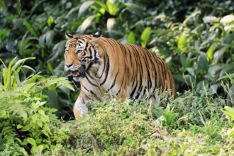 Malaysia tiger (Panthera tigris jacksoni), adult, running, stalking, vigilant, Malaysia, Southeast