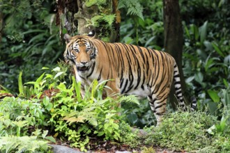Malaysia tiger (Panthera tigris jacksoni), adult, alert, Malaysia, Southeast Asia