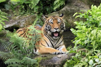 Malaysia tiger (Panthera tigris jacksoni), adult, portrait, sitting, alert, Malaysia, Southeast