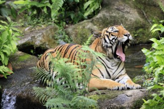 Malaysia tiger (Panthera tigris jacksoni), adult, portrait, sitting, yawning, Malaysia, Southeast