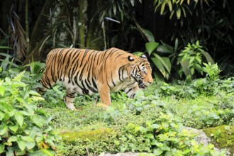 Malaysia tiger (Panthera tigris jacksoni), adult, running, stalking, vigilant, Malaysia, Southeast