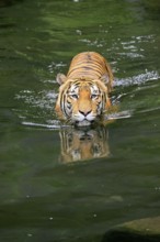Malaysia tiger (Panthera tigris jacksoni), adult, in water, swimming, Malaysia, Southeast Asia