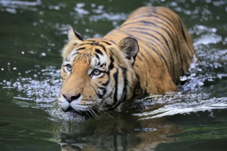 Malaysia tiger (Panthera tigris jacksoni), adult, in water, alert, Malaysia, Southeast Asia