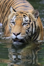 Malaysia tiger (Panthera tigris jacksoni), adult, in water, alert, Malaysia, Southeast Asia