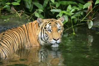 Malaysia tiger (Panthera tigris jacksoni), adult, portrait, in water, alert, Malaysia, Southeast