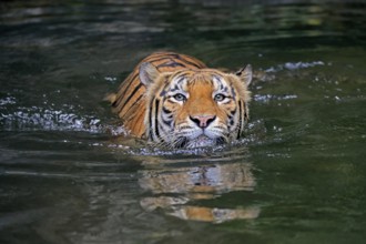 Malaysia tiger (Panthera tigris jacksoni), adult, in water, swimming, Malaysia, Southeast Asia