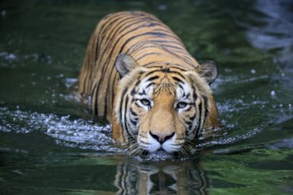 Malaysia tiger (Panthera tigris jacksoni), adult, in water, alert, Malaysia, Southeast Asia