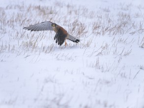 Male Common Kestrel (Falco tinnunculus) hunting in the snow, Berlin, Germany