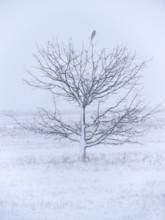 Kestrel (Falco tinnunculus) on tree during snowfall, Berlin Germany