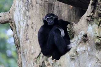 Crested gibbon (Hylobates pileatus), adult, male, sitting on tree, relaxed, Cambodia, Southeast